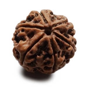 Rudraksha Perle 1,8 cm  6F