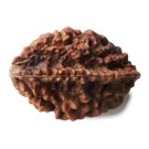 Rudraksha Perle oval 3,5 mm F2