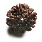 Rudraksha Perle  2 cm  5F