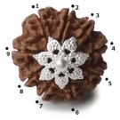 Rudraksha Perle  3,2 cm Silber 9F